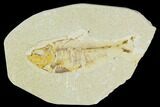 Bargain, Fossil Fish (Diplomystus) - Green River Formation #120685-1